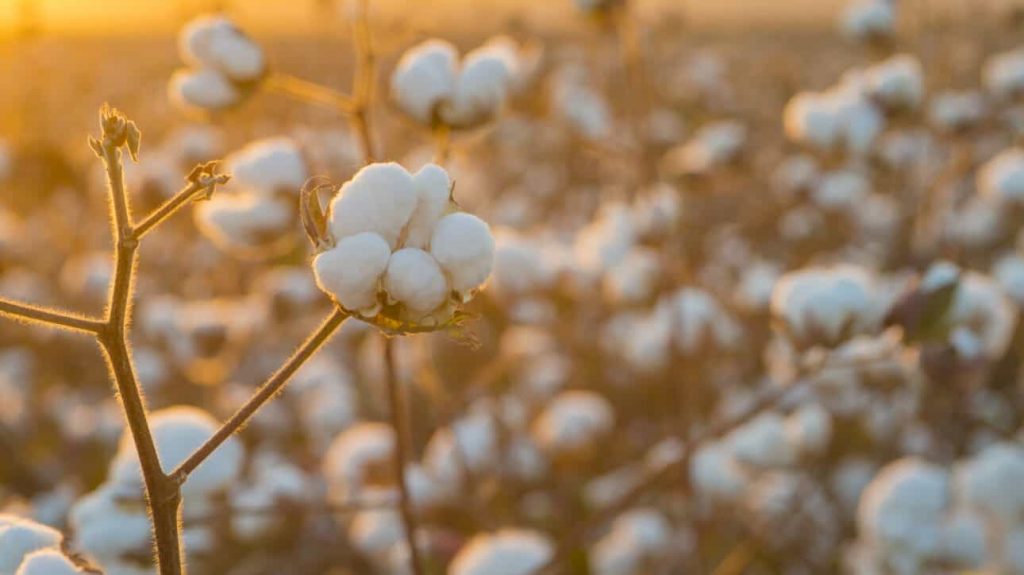 Is All Cotton The Same Quality 1024x575